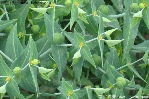 <a href='http://www.wuzhouwash.com/yaocaizhongzi/2322.html' target='_blank'>千金子種子</a>