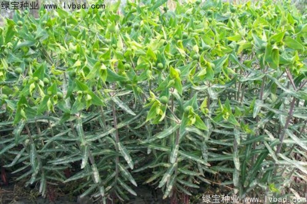 <a href='http://www.wuzhouwash.com/yaocaizhongzi/2322.html' target='_blank'>千金子</a><a href='http://www.wuzhouwash.com/' target='_blank'>種子</a>