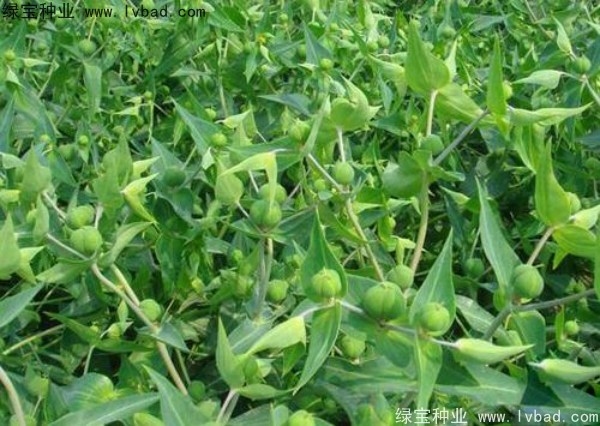 <a href='http://www.wuzhouwash.com/yaocaizhongzi/2322.html' target='_blank'>千金子</a><a href='http://www.wuzhouwash.com/' target='_blank'>種子</a>