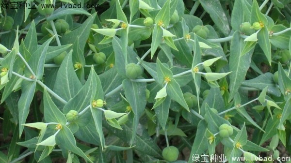 <a href='http://www.wuzhouwash.com/yaocaizhongzi/2322.html' target='_blank'>千金子種子</a>