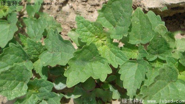<a href='http://www.wuzhouwash.com/yaocaizhongzi/2323.html' target='_blank'>藿香種子</a>