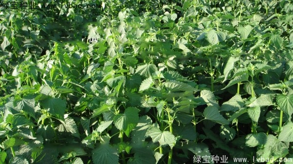 藿香<a href='http://www.wuzhouwash.com/' target='_blank'>種子</a>