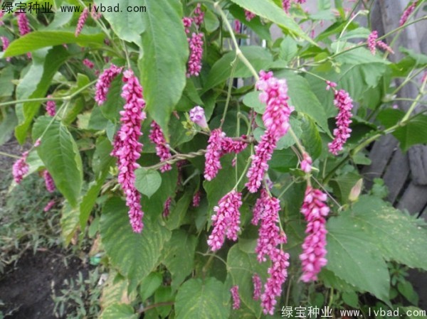 <a href='http://www.wuzhouwash.com/yaocaizhongzi/2324.html' target='_blank'>水紅花種子</a>