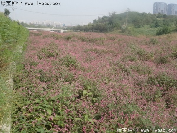 水<a href='http://www.wuzhouwash.com/yaocaizhongzi/2335.html' target='_blank'>紅花種子</a>