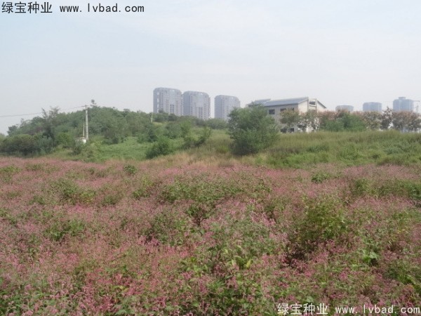 <a href='http://www.wuzhouwash.com/yaocaizhongzi/2324.html' target='_blank'>水紅花種子</a>