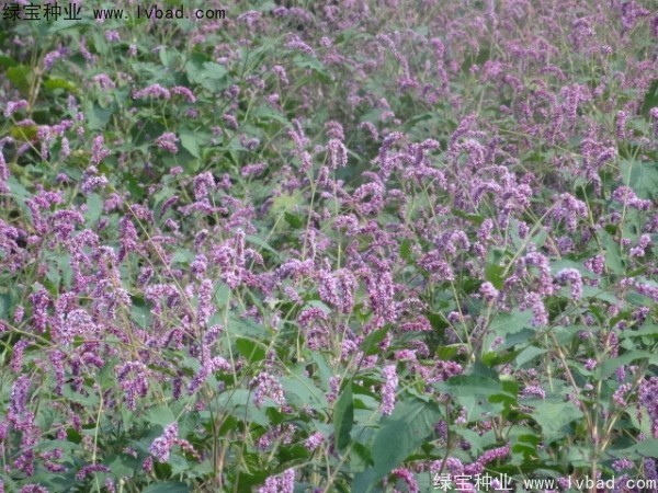 水<a href='http://www.wuzhouwash.com/yaocaizhongzi/2335.html' target='_blank'>紅花種子</a>