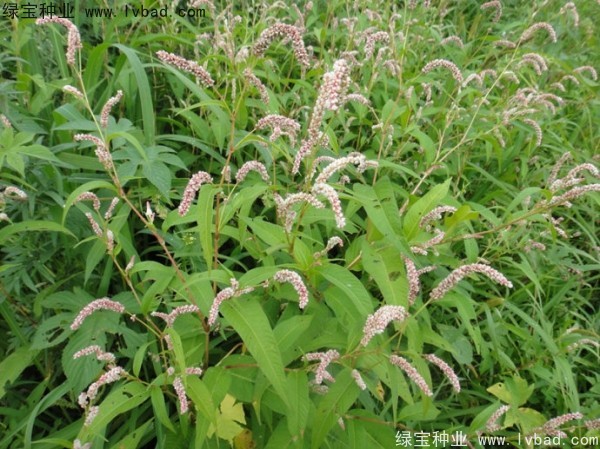 <a href='http://www.wuzhouwash.com/yaocaizhongzi/2324.html' target='_blank'>水紅花種子</a>