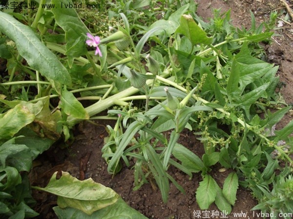 王不留<a href='http://www.wuzhouwash.com/' target='_blank'>種子</a>