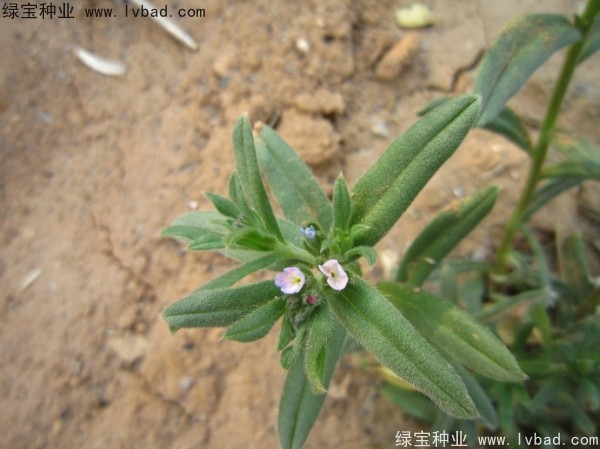 王不留<a href='http://www.wuzhouwash.com/' target='_blank'>種子</a>
