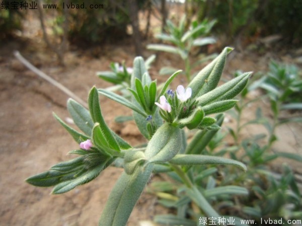 <a href='http://www.wuzhouwash.com/yaocaizhongzi/2326.html' target='_blank'>王不留種子</a>