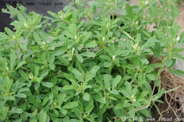 <a href='http://www.wuzhouwash.com/yaocaizhongzi/2327.html' target='_blank'>葫蘆巴種子</a>