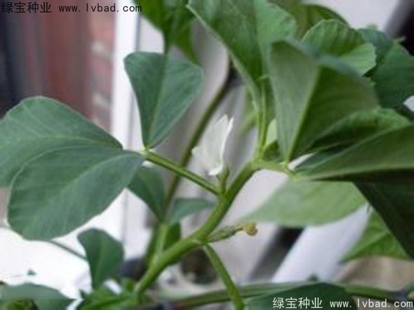 <a href='http://www.wuzhouwash.com/yaocaizhongzi/2327.html' target='_blank'>葫蘆巴</a><a href='http://www.wuzhouwash.com/' target='_blank'>種子</a>