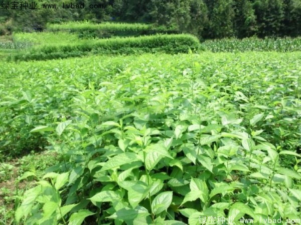 杜仲<a href='http://www.wuzhouwash.com/' target='_blank'>種子</a>