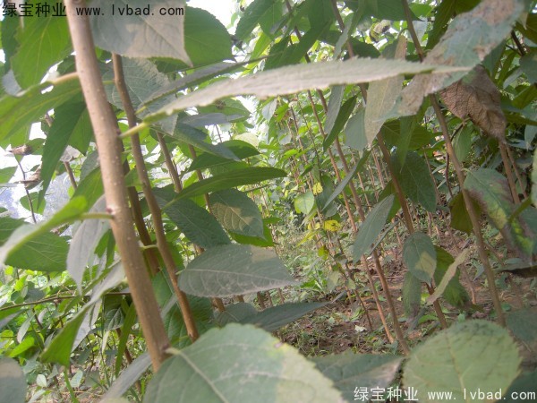 <a href='http://www.wuzhouwash.com/yaocaizhongzi/2329.html' target='_blank'>杜仲種子</a>