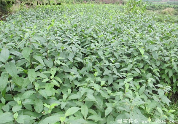 <a href='http://www.wuzhouwash.com/yaocaizhongzi/2329.html' target='_blank'>杜仲種子</a>