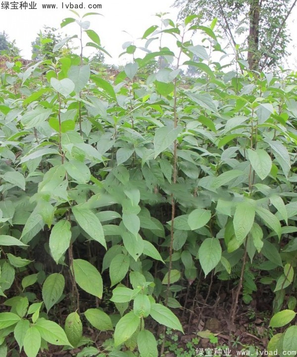 杜仲<a href='http://www.wuzhouwash.com/' target='_blank'>種子</a>