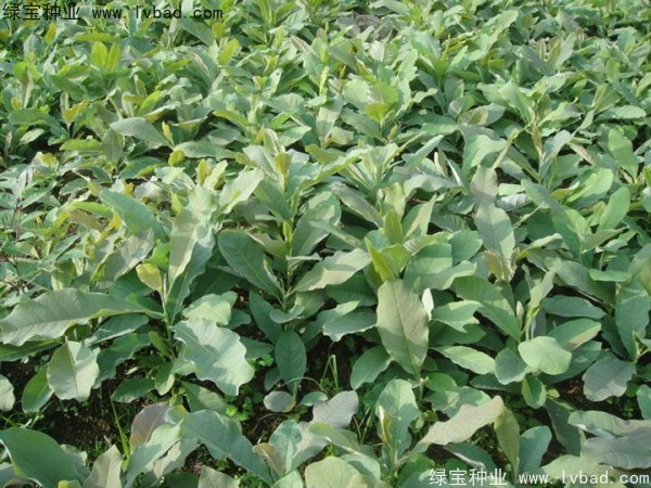 杜仲<a href='http://www.wuzhouwash.com/' target='_blank'>種子</a>