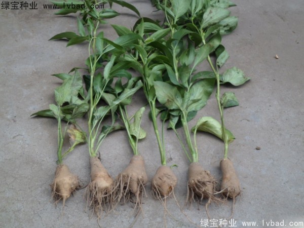 <a href='http://www.wuzhouwash.com/yaocaizhongzi/2330.html' target='_blank'>白術(shù)</a><a href='http://www.wuzhouwash.com/' target='_blank'>種子</a>