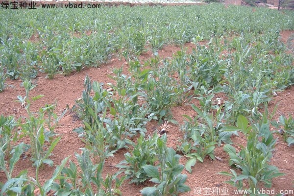 <a href='http://www.wuzhouwash.com/yaocaizhongzi/2330.html' target='_blank'>白術(shù)</a><a href='http://www.wuzhouwash.com/' target='_blank'>種子</a>