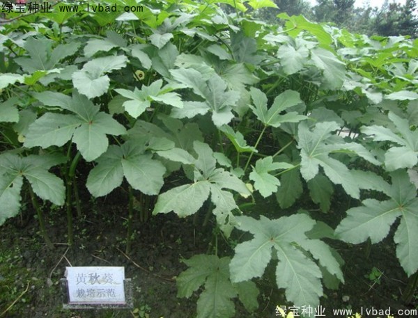 <a href='http://www.wuzhouwash.com/yaocaizhongzi/2331.html' target='_blank'>黃秋葵種子</a>