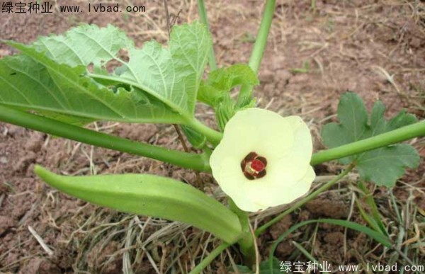<a href='http://www.wuzhouwash.com/yaocaizhongzi/2331.html' target='_blank'>黃秋葵種子</a>
