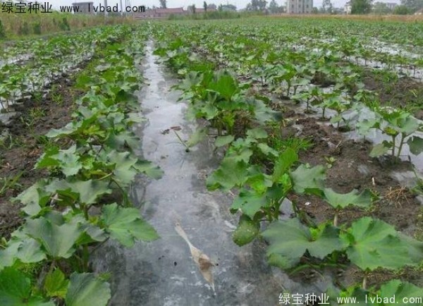 <a href='http://www.wuzhouwash.com/yaocaizhongzi/2331.html' target='_blank'>黃秋葵</a><a href='http://www.wuzhouwash.com/' target='_blank'>種子</a>
