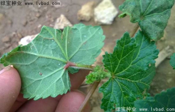 黃秋葵<a href='http://www.wuzhouwash.com/' target='_blank'>種子</a>