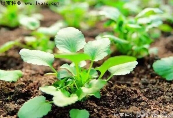 <a href='http://www.wuzhouwash.com/yaocaizhongzi/2332.html' target='_blank'>蓖麻種子</a>