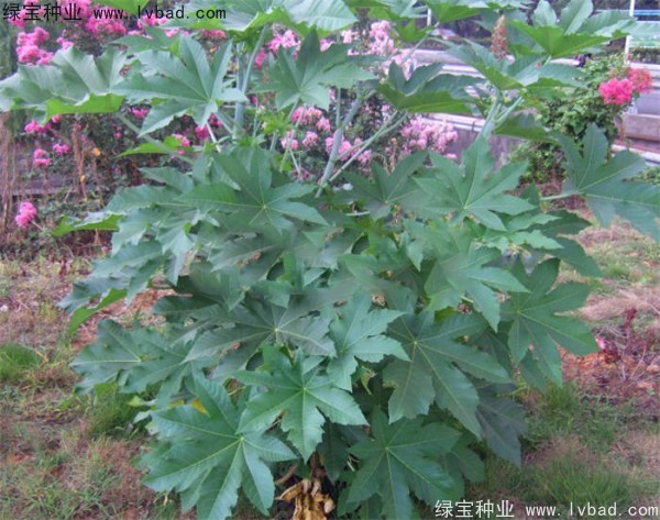 蓖麻<a href='http://www.wuzhouwash.com/' target='_blank'>種子</a>