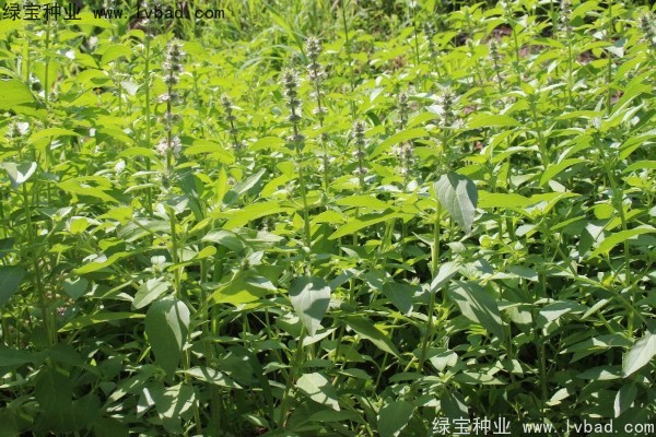 <a href='http://www.wuzhouwash.com/yaocaizhongzi/2333.html' target='_blank'>荊芥種子</a>
