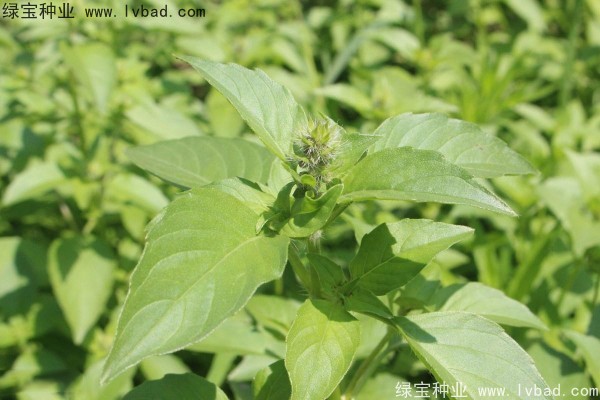 <a href='http://www.wuzhouwash.com/yaocaizhongzi/2333.html' target='_blank'>荊芥種子</a>