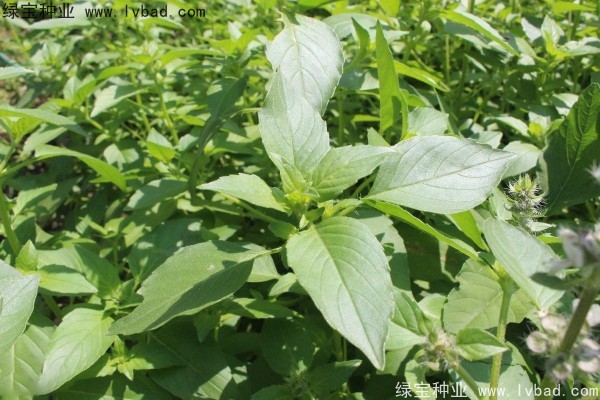荊芥<a href='http://www.wuzhouwash.com/' target='_blank'>種子</a>