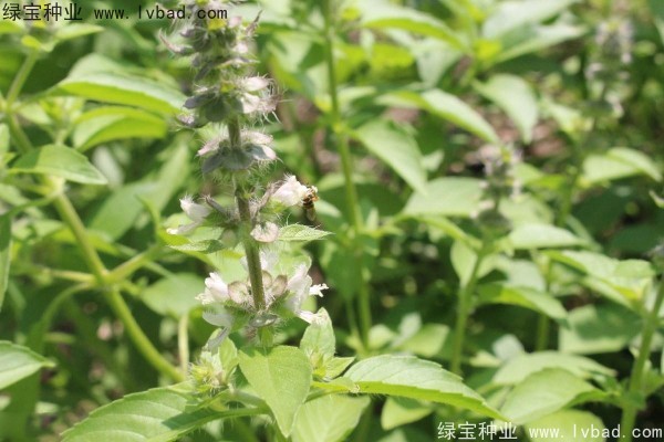 <a href='http://www.wuzhouwash.com/yaocaizhongzi/2333.html' target='_blank'>荊芥種子</a>