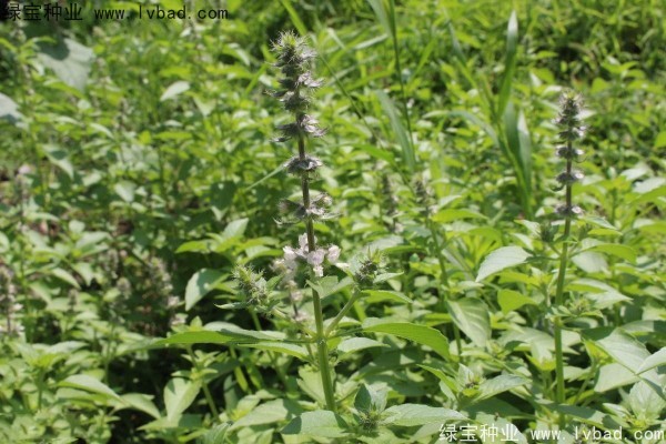 荊芥<a href='http://www.wuzhouwash.com/' target='_blank'>種子</a>