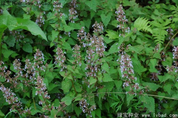 荊芥<a href='http://www.wuzhouwash.com/' target='_blank'>種子</a>