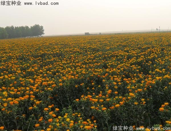 <a href='http://www.wuzhouwash.com/yaocaizhongzi/2335.html' target='_blank'>紅花種子</a>