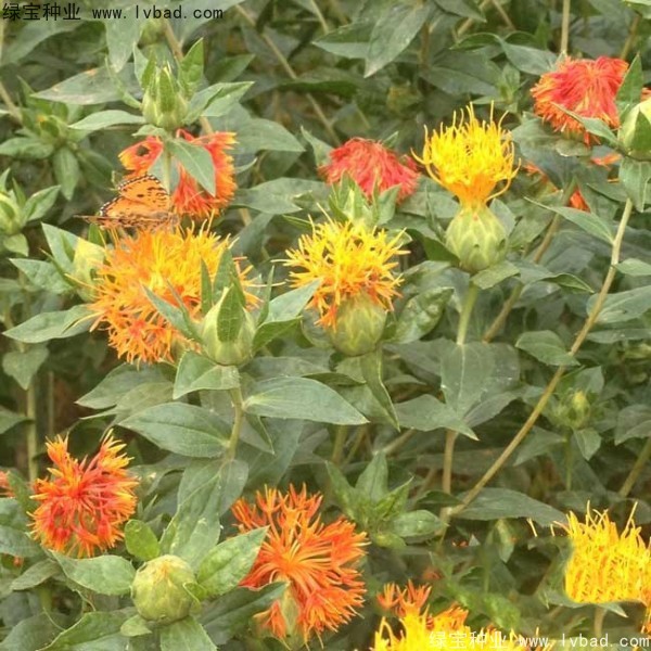 <a href='http://www.wuzhouwash.com/yaocaizhongzi/2335.html' target='_blank'>紅花種子</a>