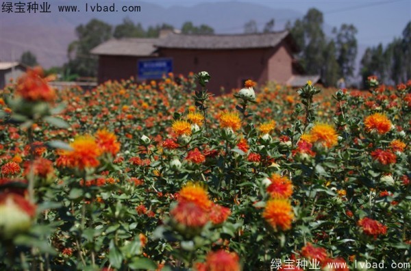 <a href='http://www.wuzhouwash.com/yaocaizhongzi/2335.html' target='_blank'>紅花</a><a href='http://www.wuzhouwash.com/' target='_blank'>種子</a>