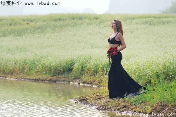 <a href='http://www.wuzhouwash.com/yaocaizhongzi/2336.html' target='_blank'>甜蕎麥種子</a>
