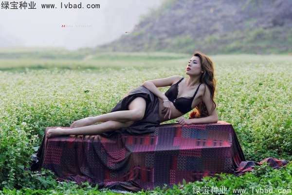 甜<a href='http://www.wuzhouwash.com/yaocaizhongzi/2311.html' target='_blank'>蕎麥種子</a>