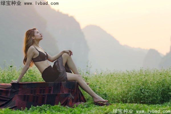 <a href='http://www.wuzhouwash.com/yaocaizhongzi/2336.html' target='_blank'>甜蕎麥</a><a href='http://www.wuzhouwash.com/' target='_blank'>種子</a>