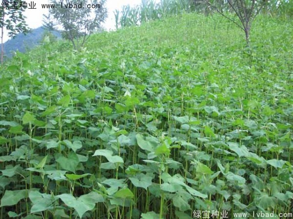 甜<a href='http://www.wuzhouwash.com/yaocaizhongzi/2311.html' target='_blank'>蕎麥種子</a>