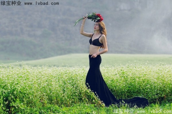 <a href='http://www.wuzhouwash.com/yaocaizhongzi/2336.html' target='_blank'>甜蕎麥種子</a>