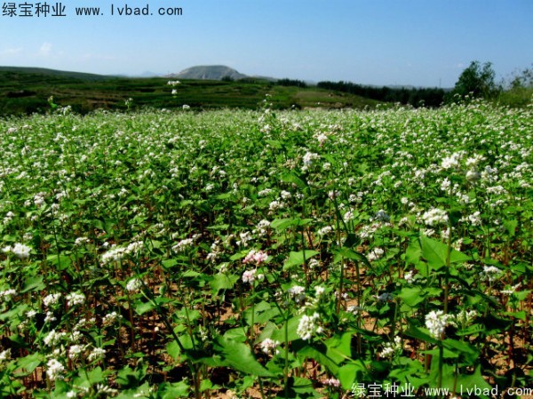 苦<a href='http://www.wuzhouwash.com/yaocaizhongzi/2311.html' target='_blank'>蕎麥種子</a>