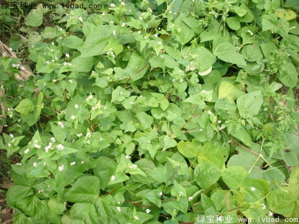 <a href='http://www.wuzhouwash.com/yaocaizhongzi/2337.html' target='_blank'>苦蕎麥種子</a>