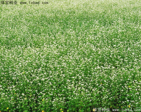 <a href='http://www.wuzhouwash.com/yaocaizhongzi/2337.html' target='_blank'>苦蕎麥</a><a href='http://www.wuzhouwash.com/' target='_blank'>種子</a>