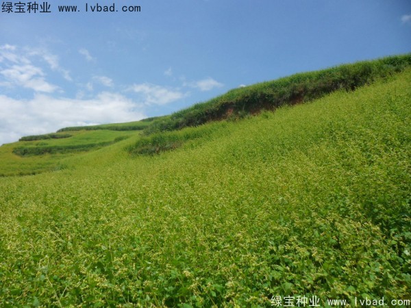 苦<a href='http://www.wuzhouwash.com/yaocaizhongzi/2311.html' target='_blank'>蕎麥種子</a>