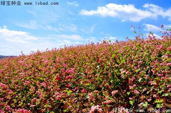 <a href='http://www.wuzhouwash.com/yaocaizhongzi/2337.html' target='_blank'>苦蕎麥種子</a>