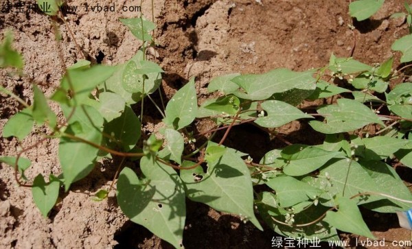 <a href='http://www.wuzhouwash.com/yaocaizhongzi/2337.html' target='_blank'>苦蕎麥</a><a href='http://www.wuzhouwash.com/' target='_blank'>種子</a>