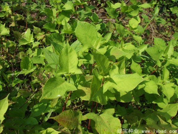 苦<a href='http://www.wuzhouwash.com/yaocaizhongzi/2311.html' target='_blank'>蕎麥</a>種子